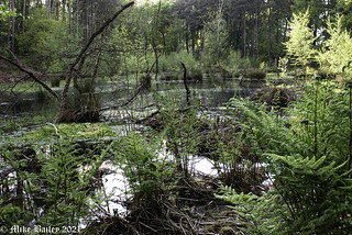 Forest Pond. 5