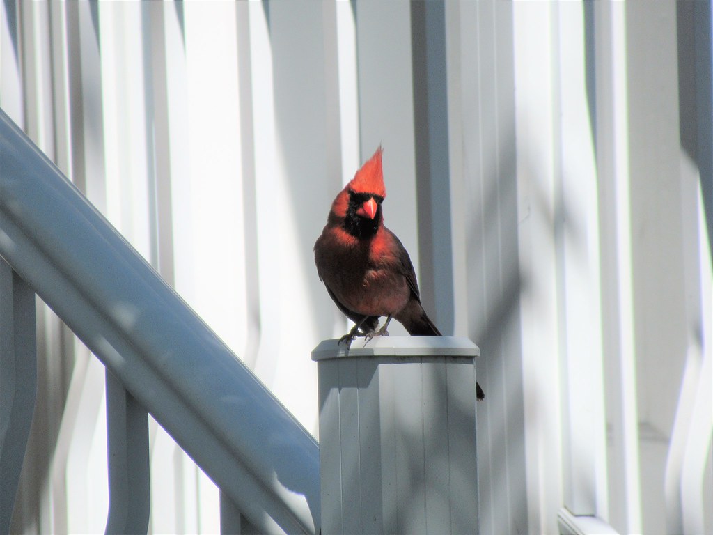 Hi... it's me cardinal bird