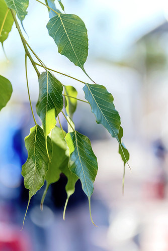 A Winter Morning, bodhileaves bodhi leaves bokeh tịnhxáviênminh viênminhtịnhxá viênminh tịnhxá vienminhtemple temple chandler arizona az
