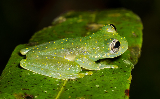 Yellow-flecked Glass Frog - Sachatamia albomaculata (Centrolenidae, Centroleninae) 113p-25324