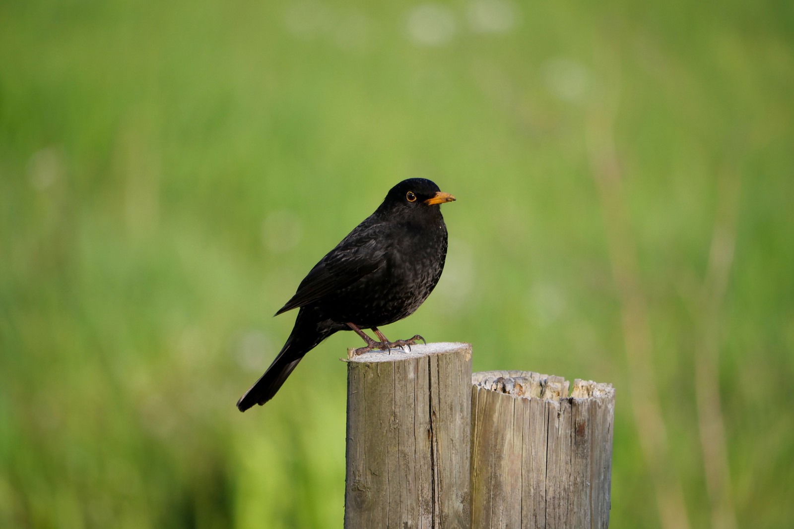 Blackbird (Turdus merula - Merel)