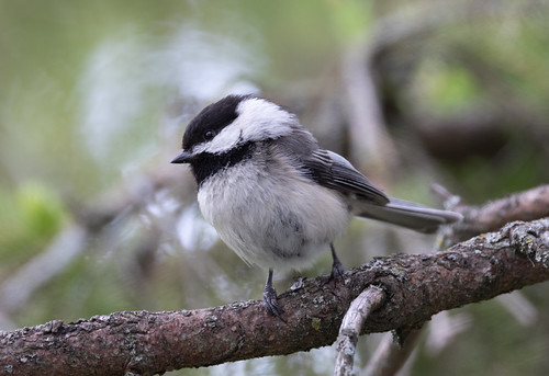 Black-capped Chickadees nesting in yard