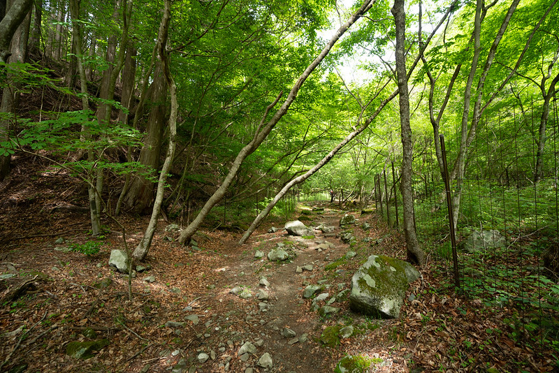 新緑の登山道