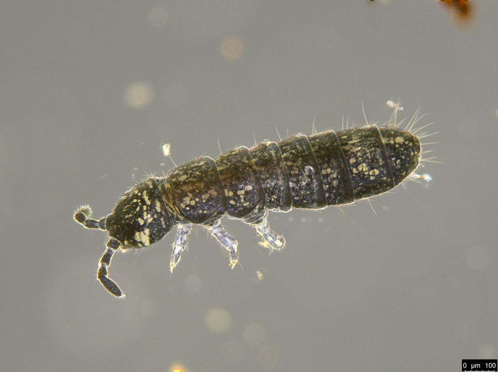 21a - Isotomidae sp.