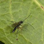 parasitoid wasp