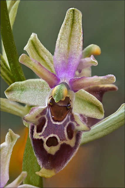 Ophrys-ssp_2a