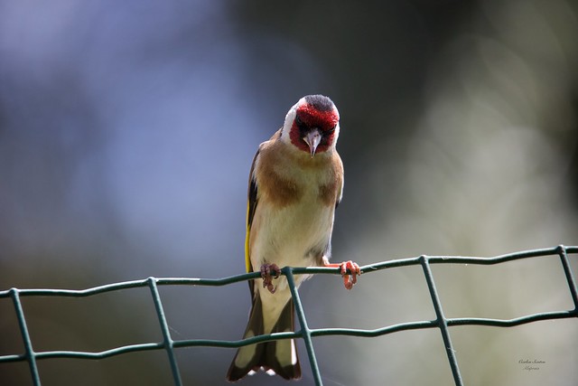 Pintassilgo (European Goldfinch - Carduelis carduelis)