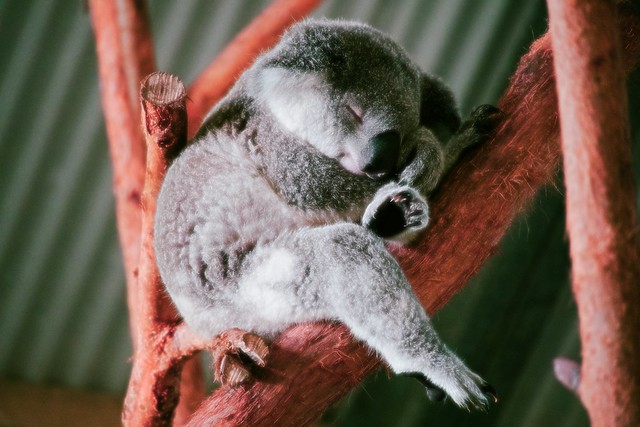 Koala Dreaming
