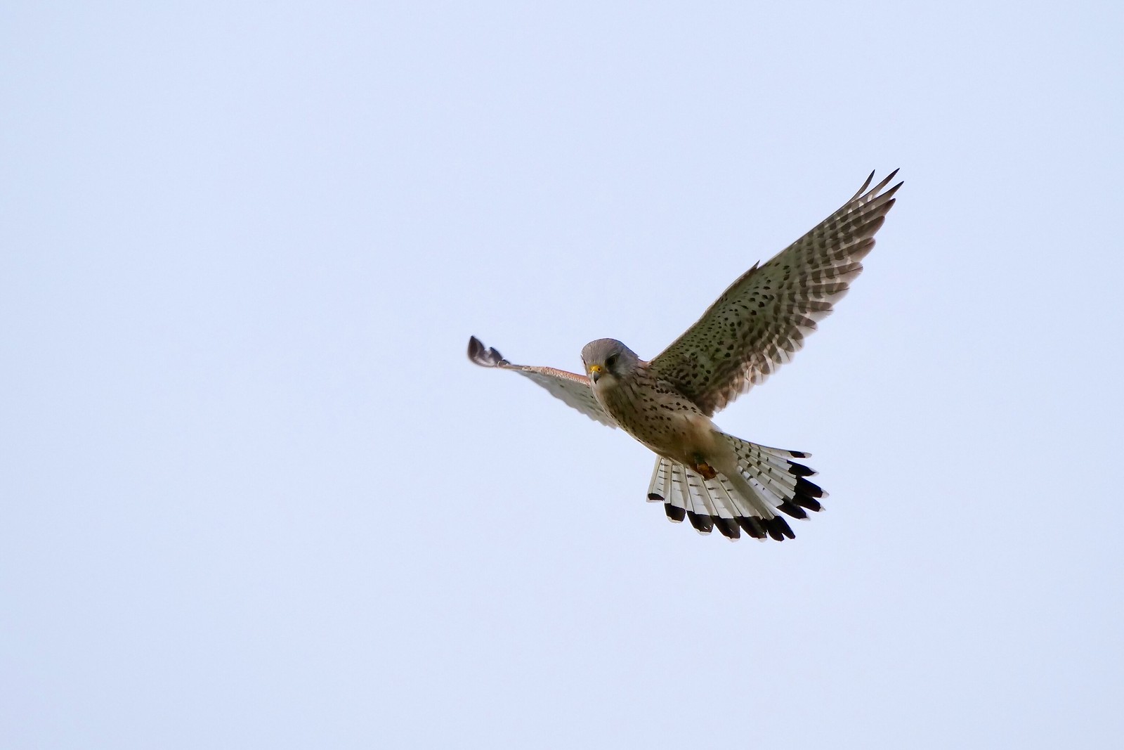 Common kestrel (Falco tinnunculus - Torenvalk)