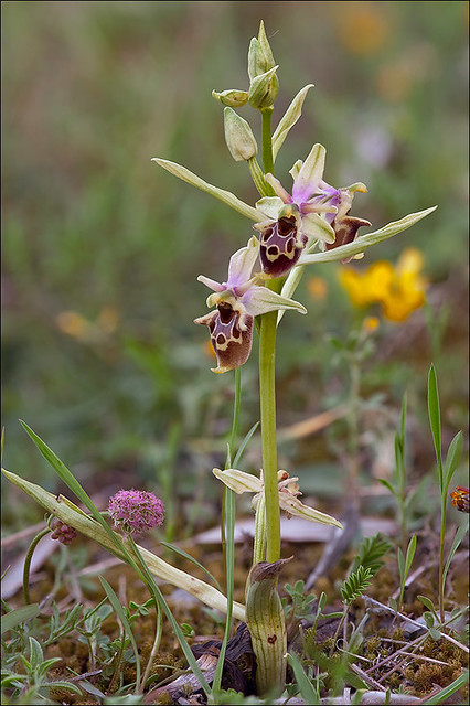 Ophrys-ssp_1