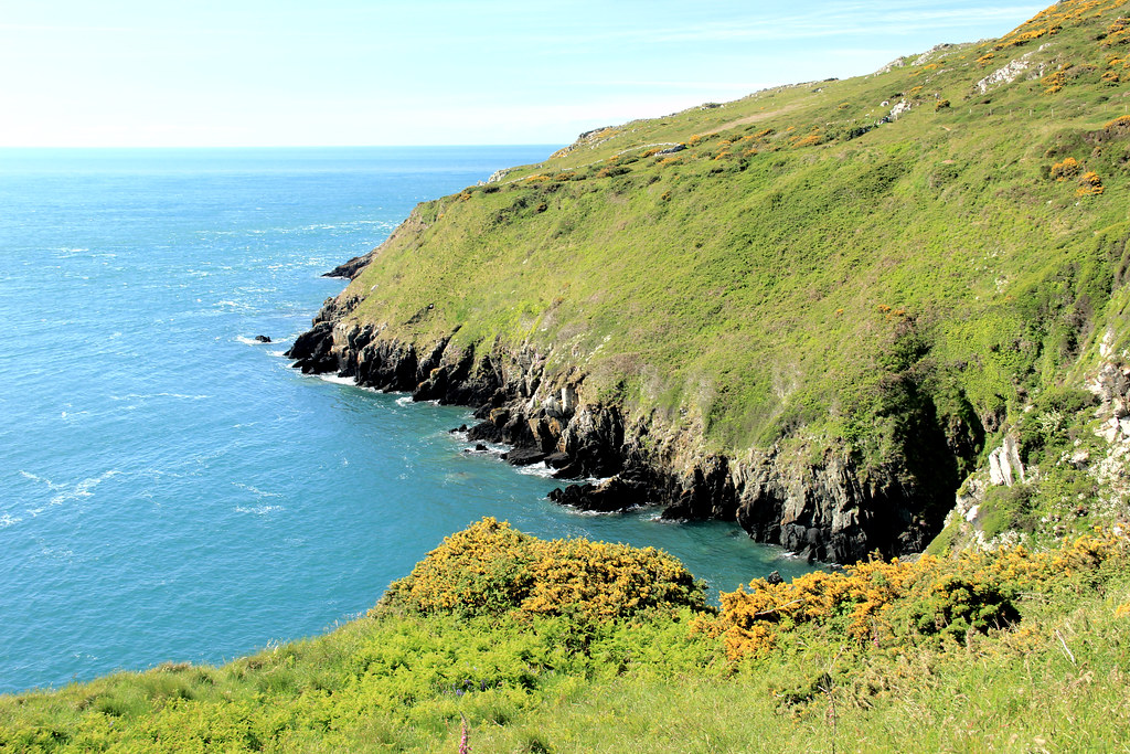 Grass and gorse-covered slopes of the Wales Coast Path