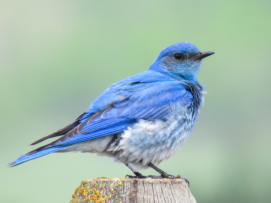 types of blue birds
