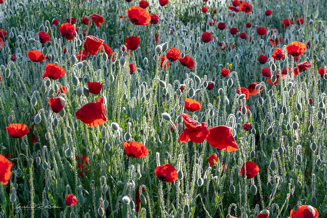 Poppy field on a cold morning!