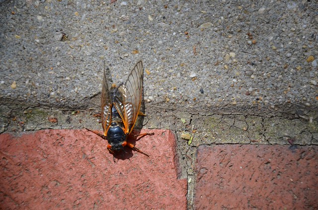 First Of Many Cicadas