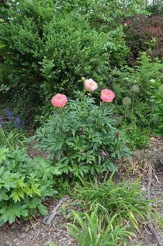 Paeonia 'Coral Sunset' 5/2021 xPeony- by F. D. Richards, Paeonia 'Coral Sunset' 5/2021 xPeony- (Wissing 1965) (2-SD-PK) xPeony Peony, Mature size: 28",