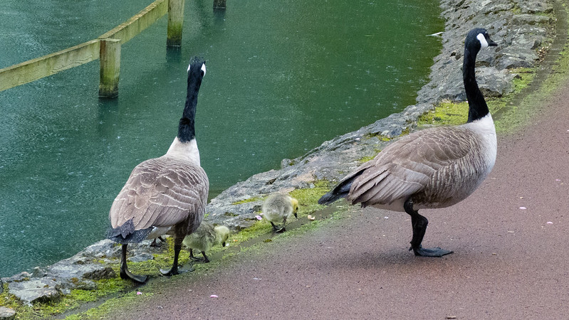Canada geese and young goslings, West Park