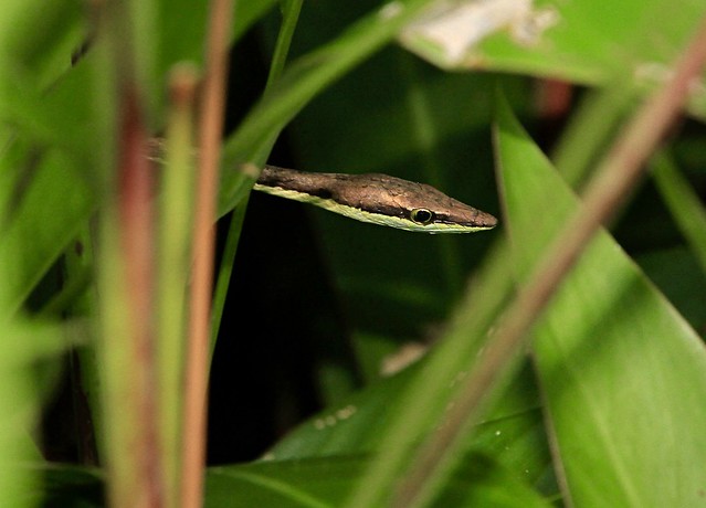 Brown Vine Snake (Oxybelis aeneus), Bocas del Toro, Panama, 09-2013