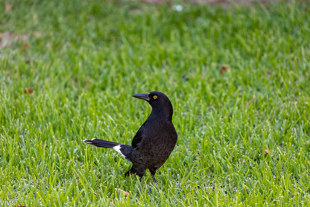 Striking Pied Currawong on alert at our garden