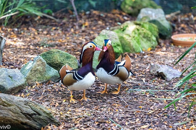 Lovely pair of Mandarin ducks