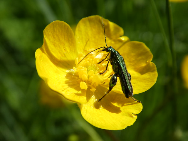 Œdemera nobilis - Œdémère noble (FR) - Swollen-thighed Beetle, Thick-legged flower beetle (UK) - Fraaie schijnboktor (NL) - Grüner Scheinbockkäfer (DE) - Tyklårssolbille (DK)