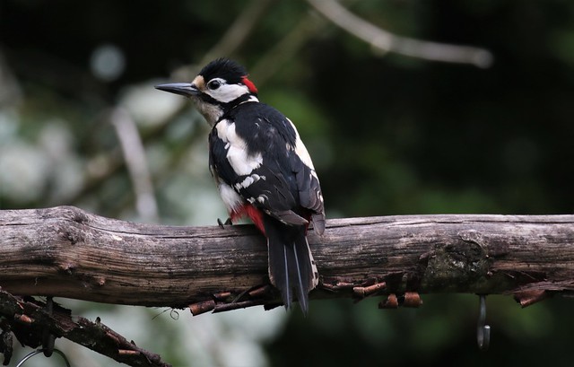 Great-Spotted Woodpecker (Male)