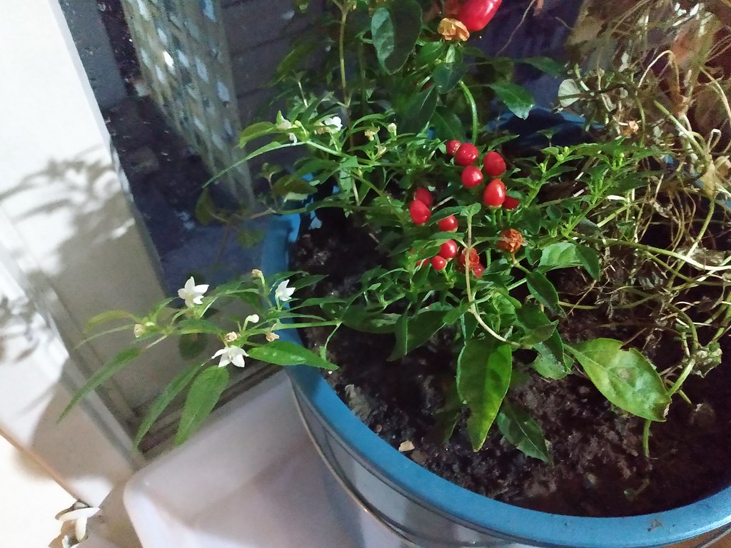 Minhas pimentinhas sempre florindo! * My little peppers always blooming! * Mes petits piments toujours en fleurs! * 私の小さな唐辛子はいつも咲いています! * 我的小辣椒总是盛开的!