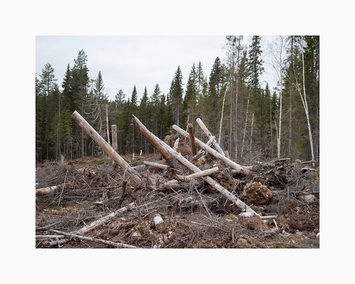 bräcke jämtland sweden sverige kalhygge clearcut logging olympusmz1240 g9 spruces birches trees forest woods overcast