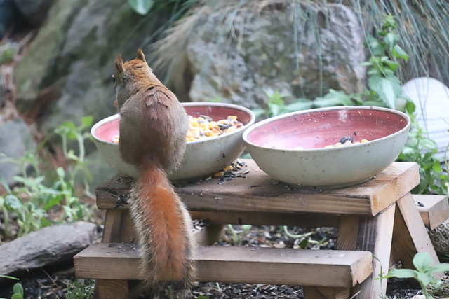 Backyard Red & Fox Squirrels (Ypsilanti, Michigan) - May 25th - May 28th, 2021