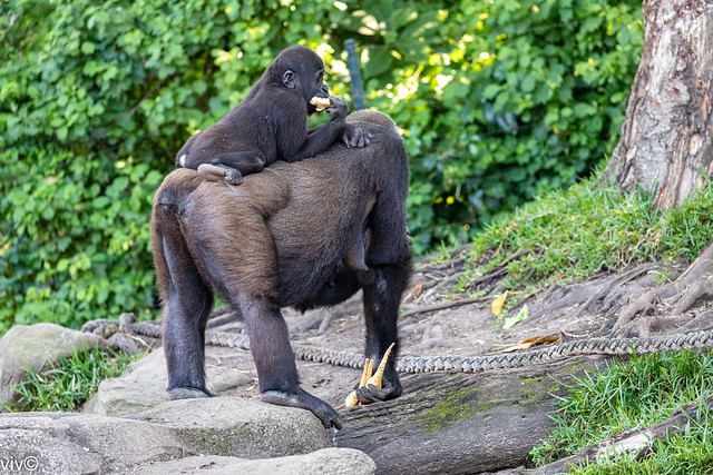 Juvenile Gorilla riding piggyback on mum while snacking - mum appears pregnant and has healthy vegetables at hand