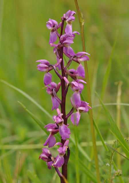 Early purple orchid