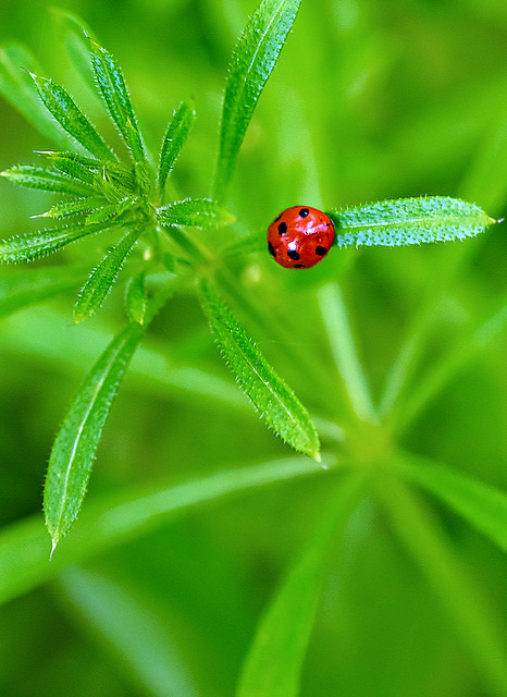 Solitary Ladybird..