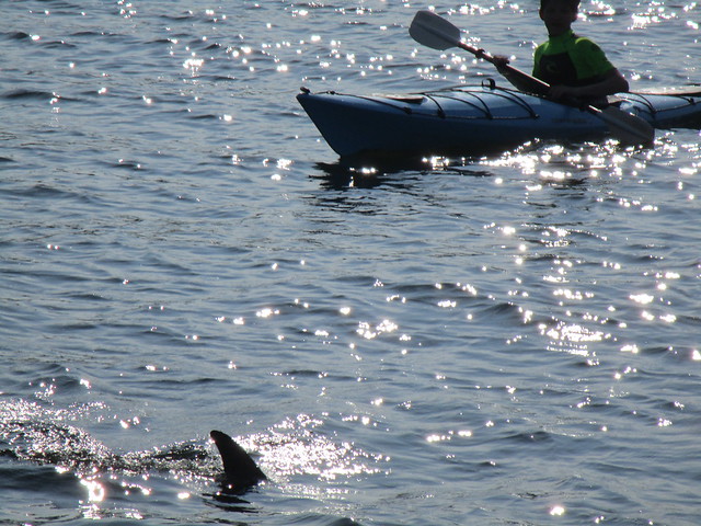 Delfin in Kiel-es gab viele Beobachter an Land und auf dem Wasser