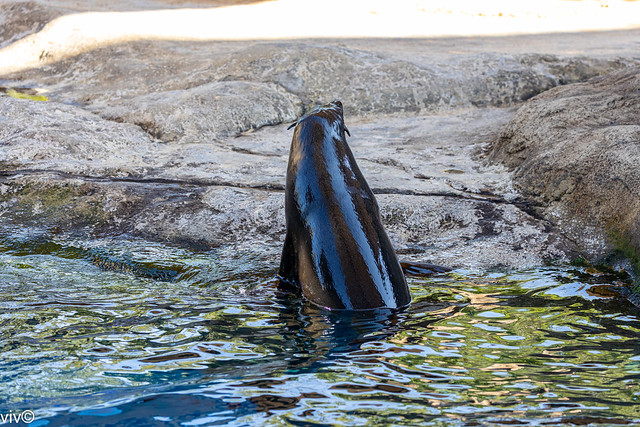 Camera shy adult Sea Lion having a break in between swims