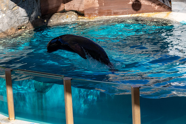 Adult Sea lion showing it's skills in water