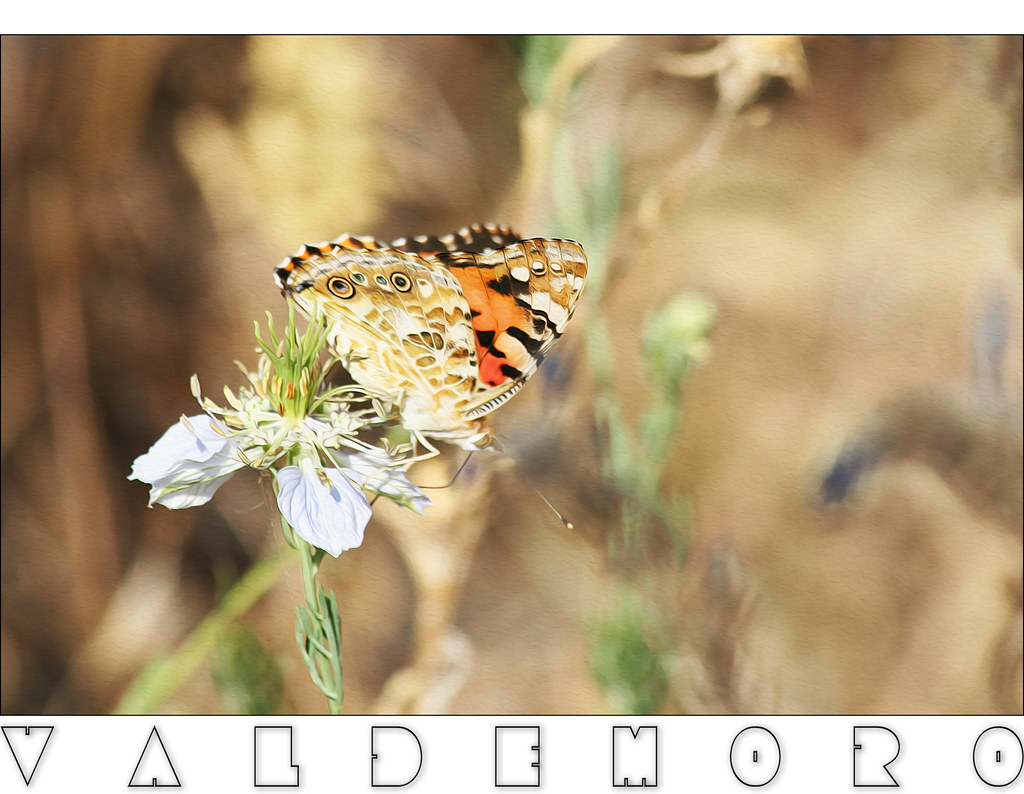 Valdemoro, mariposa sobre arañuela