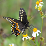 Black Swallowtail Harns Marsh, FL