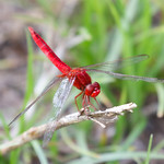 Scarlet Skimmer Harns Marsh, FL