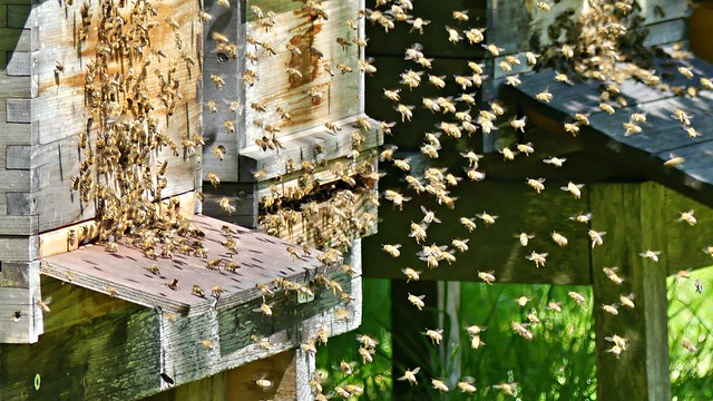 58786 Honigbienen bei der Arbeit