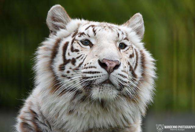 Bengal tiger - Pakawipark