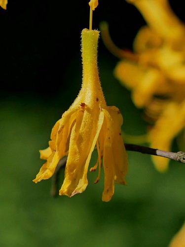 Fading beauty... | by Alex Födor