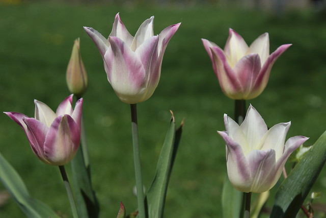 Tulips (IX)