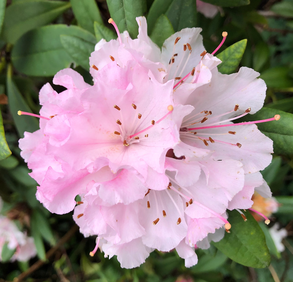 Rhododendron | Glass Angel | Flickr