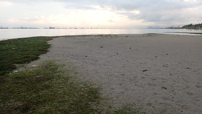 Living shores at East Coast Park, May 2021