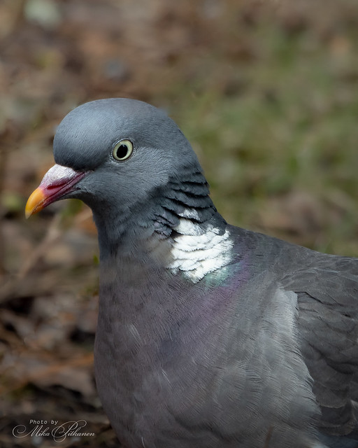 Pigeon Posing