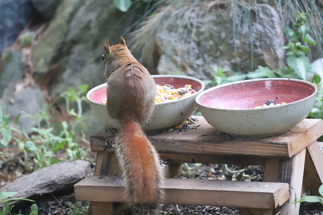 Backyard Red & Fox Squirrels (Ypsilanti, Michigan) - May 25th - May 28th, 2021
