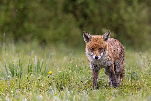 Red Fox | by Glenn.B