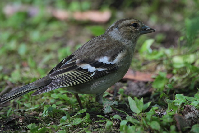 Common chaffinch (Bofink hona)