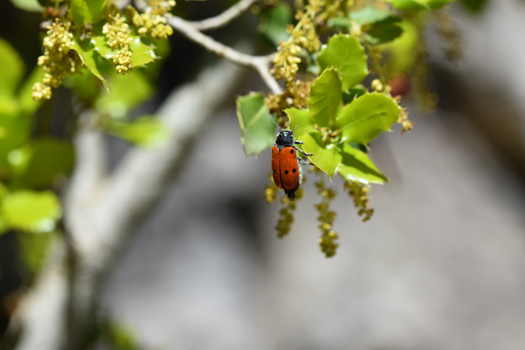 Lachnaia en Quercus coccifera