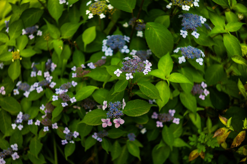 14Leica M9 P+Leitz Summicron 50mm f2 0 1st目白四丁目目白の森の紫陽花