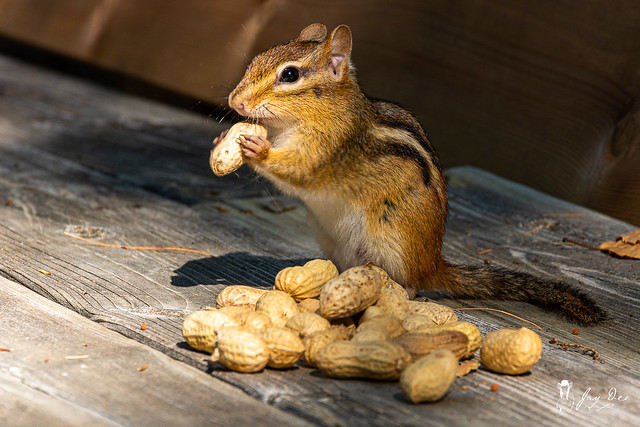 Chipmunk & Peanuts